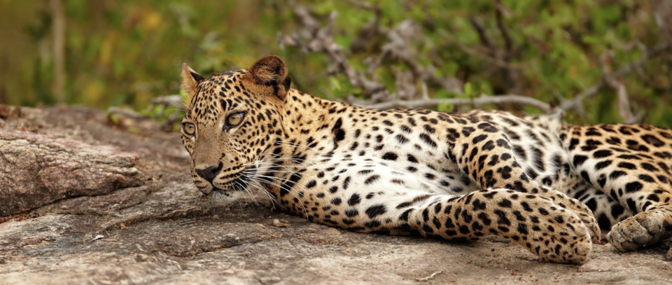 Photo of Udawalawe National Park 1/2 by 